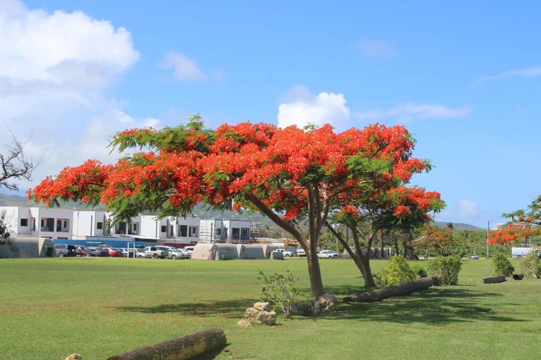 사이판 현지에 만개해 이국적인 풍경을 연출하는 플레임 트리(Flame Tree)
