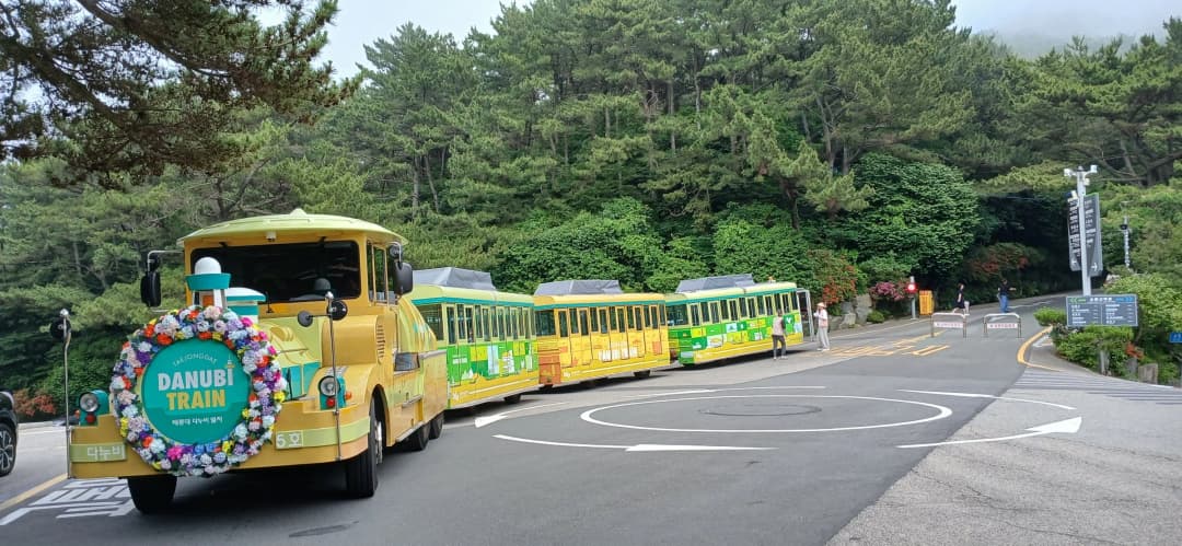 태종대 태종사 경내에 만개한 수국